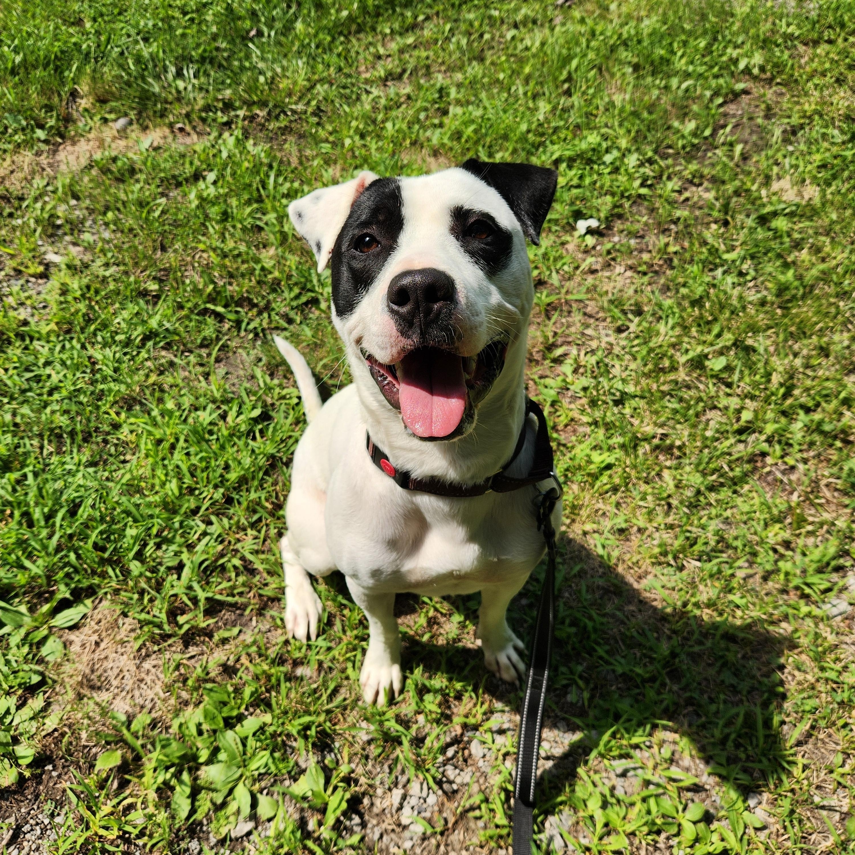 Enlarge Petey FKA Dandy, an adoptable mixed breed in Warren, OH image 2/3