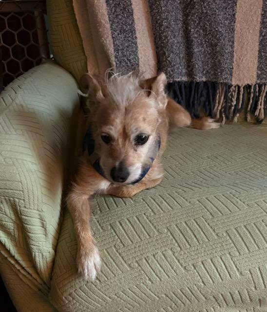 Enlarge Peppi, a ADOPTABLE mixed breed in Conesus, NY image 2/2