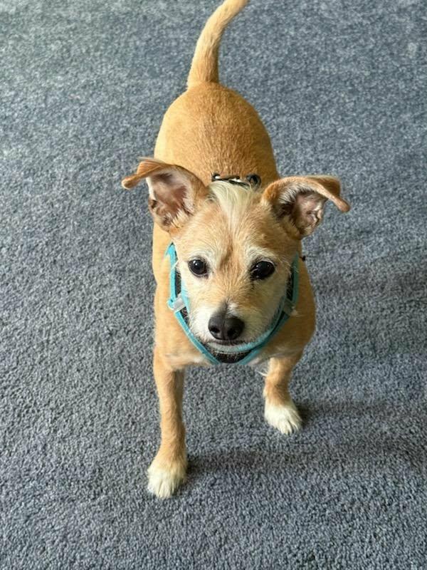 Peppi, ADOPTABLE, Adult Male Mixed Breed.