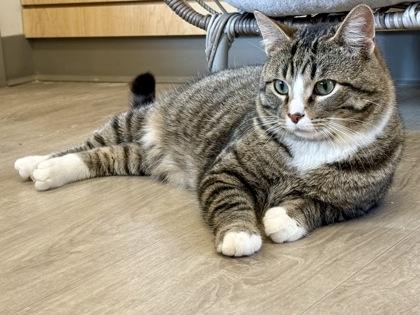 Enlarge Maltball, an adopted Domestic Short Hair in Downers Grove, IL image 2/3