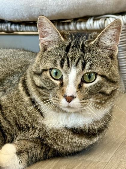 Enlarge Maltball, an adopted Domestic Short Hair in Downers Grove, IL image 3/3