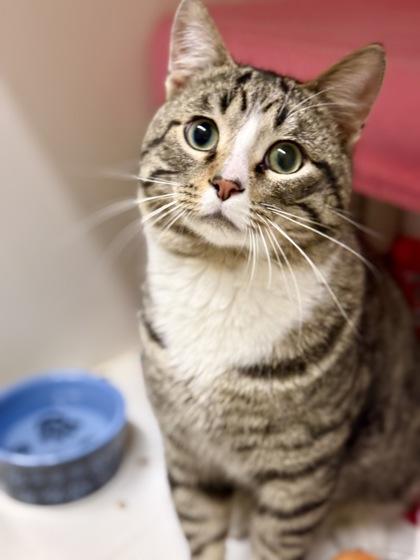 Enlarge Maltball, an adopted Domestic Short Hair in Downers Grove, IL image 1/3