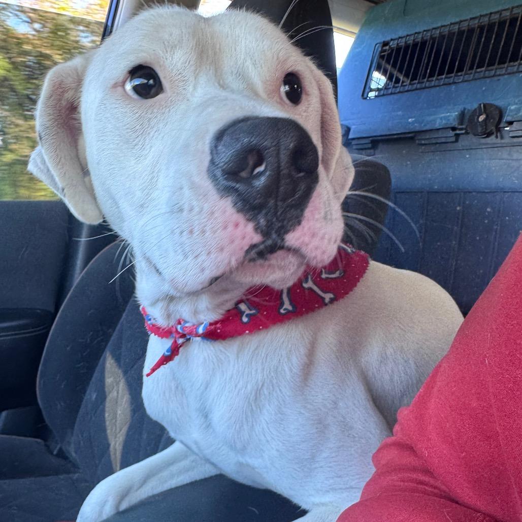 Enlarge Tucker, a Adoptable Mixed Breed in Inwood, WV image 1/5