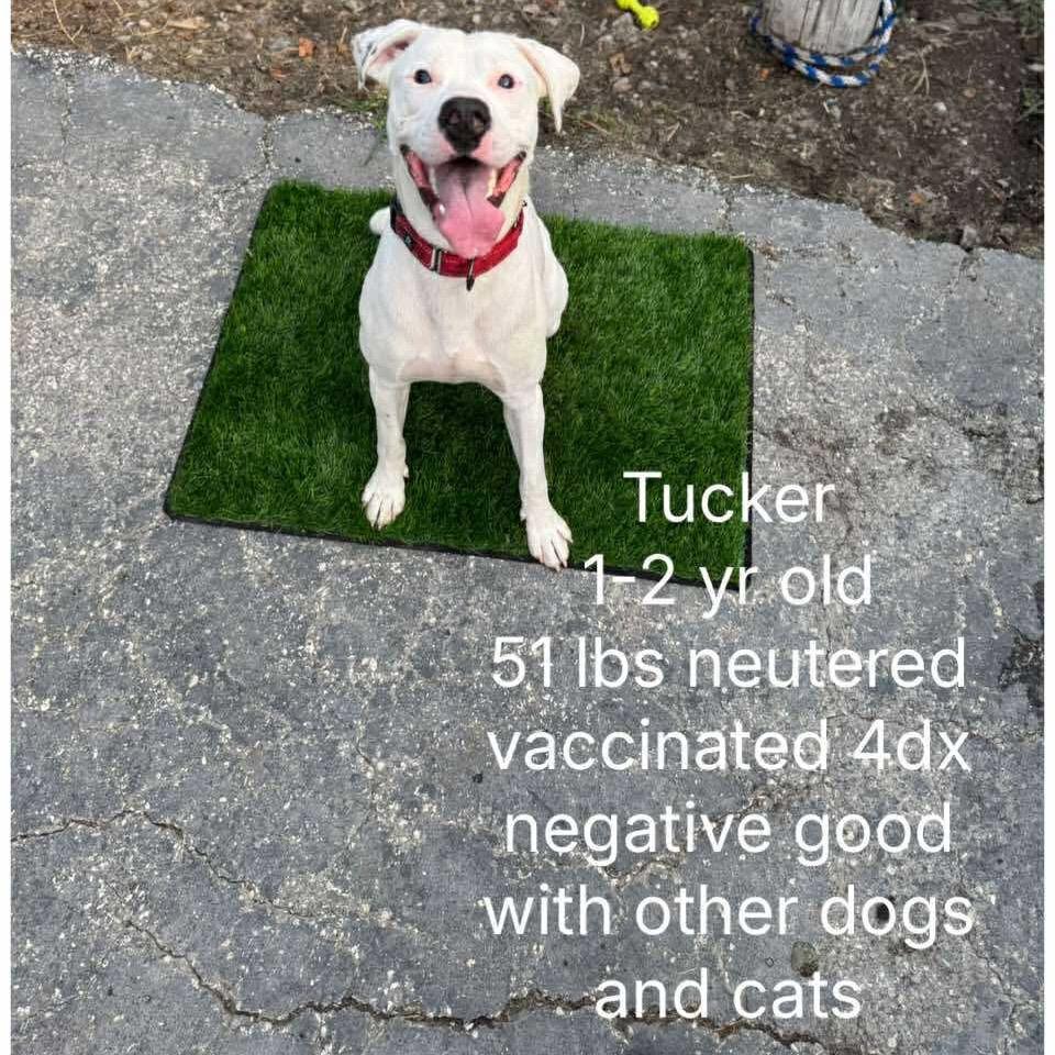 Enlarge Tucker, a Adoptable Mixed Breed in Inwood, WV image 2/5
