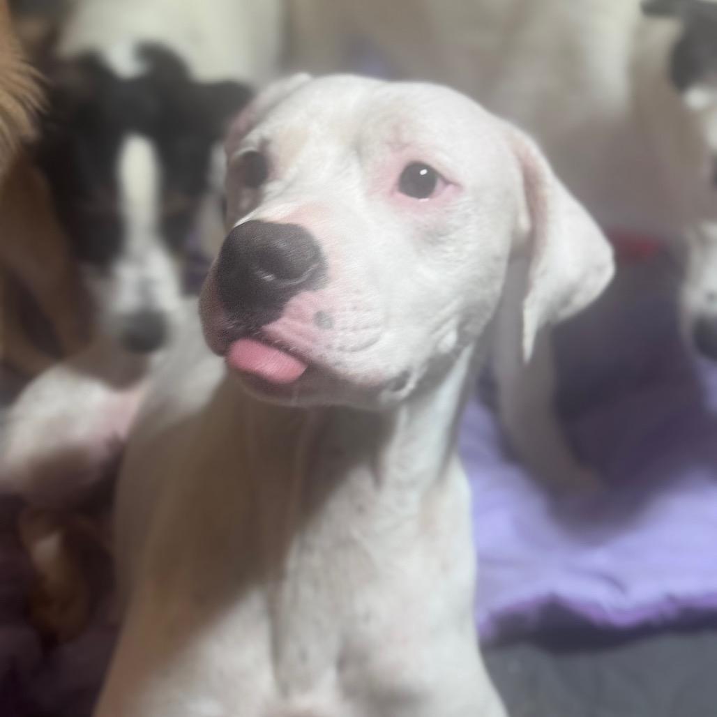 Enlarge Tucker, a Adoptable Mixed Breed in Inwood, WV image 3/5