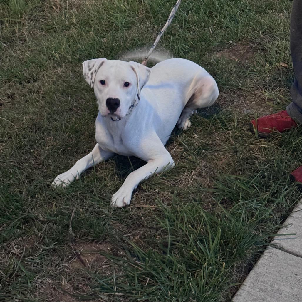 Enlarge Tucker, a Adoptable Mixed Breed in Inwood, WV image 5/5