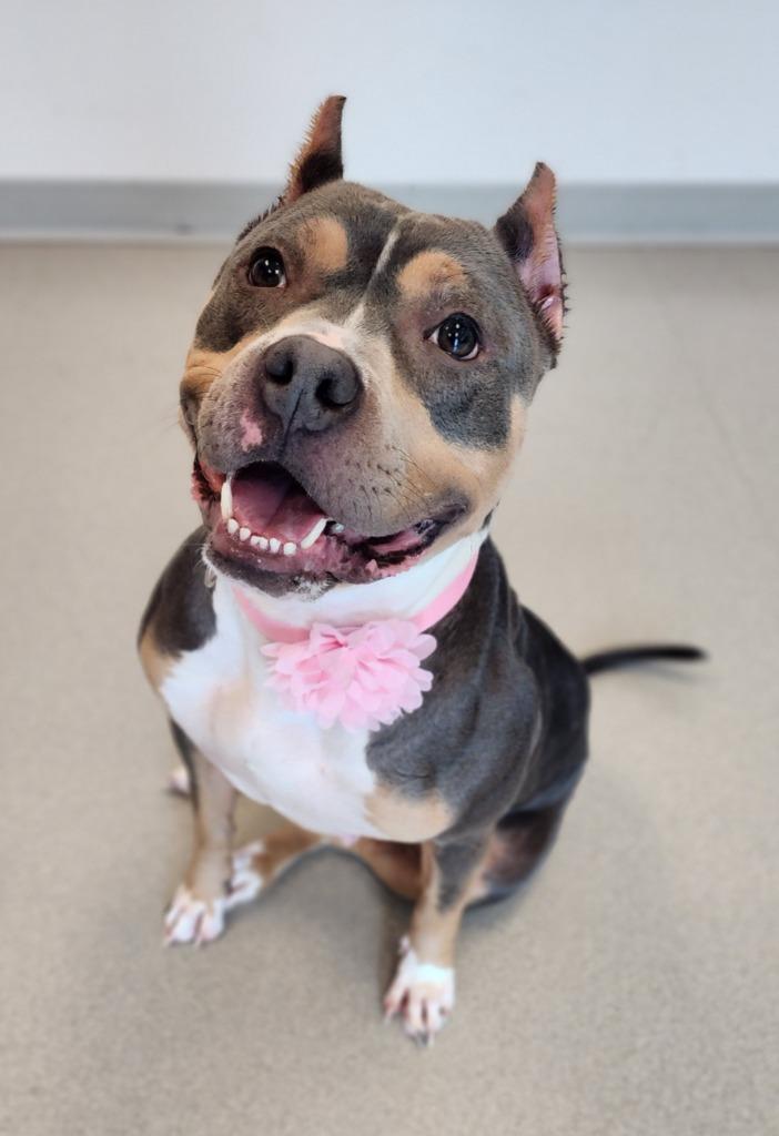 Enlarge Gigi, a Adoptable Pit Bull Terrier in Superior, WI image 1/2