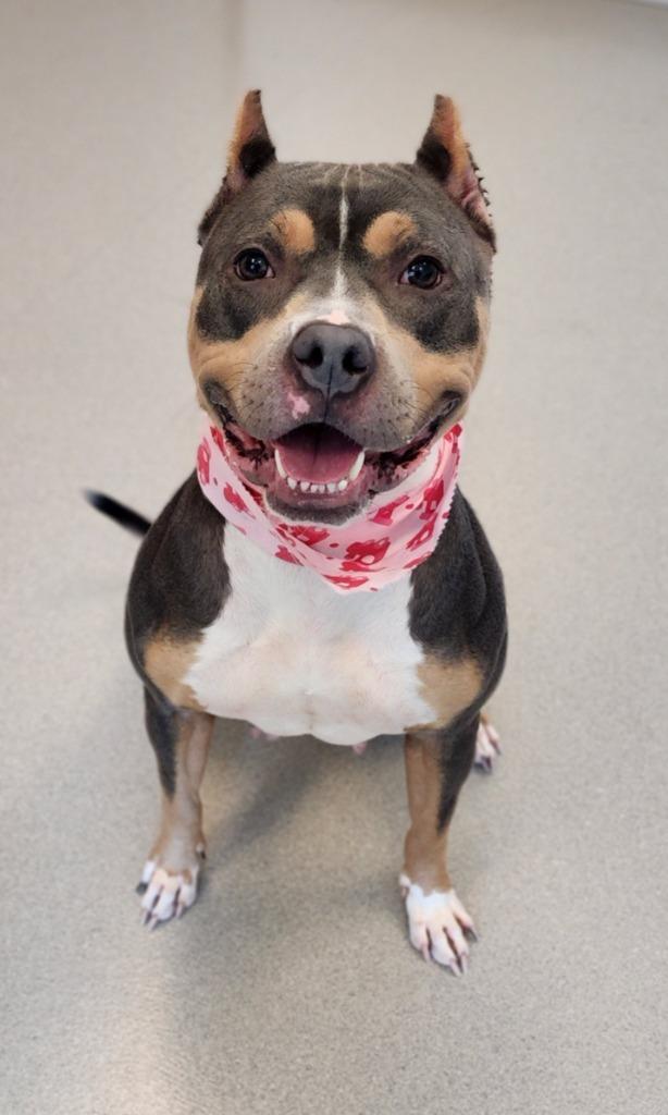 Enlarge Gigi, a Adoptable Pit Bull Terrier in Superior, WI image 2/2