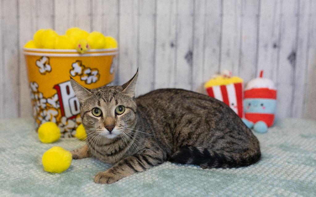 Bedford, a Adoptable mixed breed in Roanoke, TX image 1/3