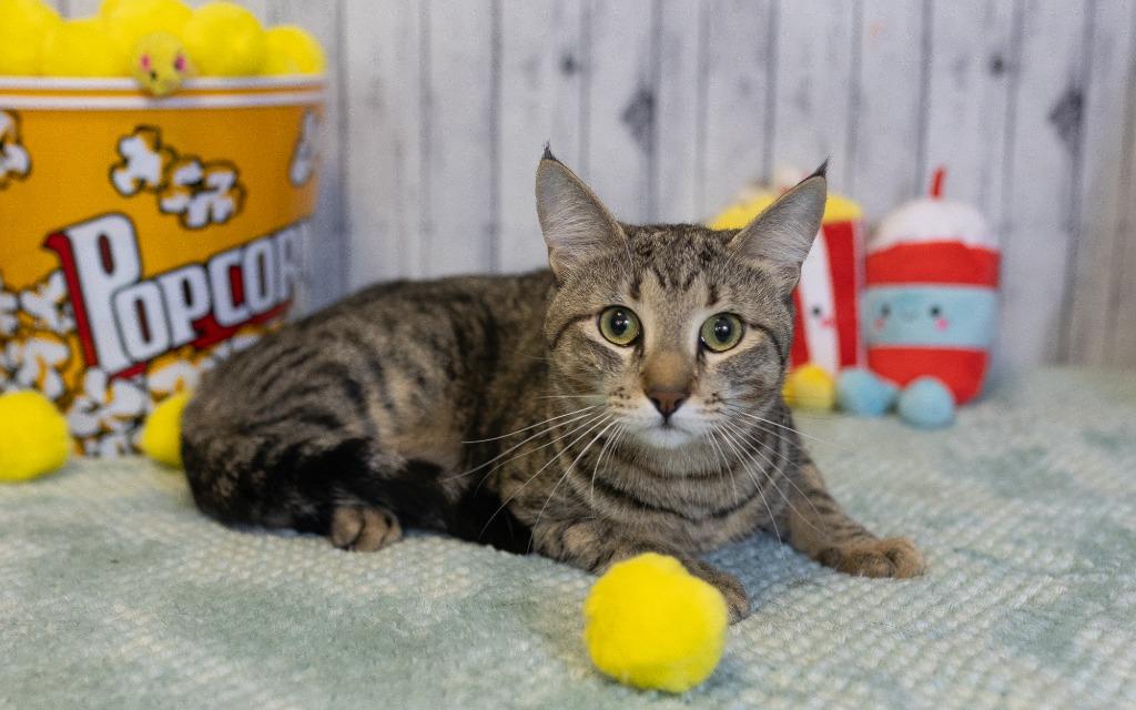 Bedford, a Adoptable mixed breed in Roanoke, TX image 2/3