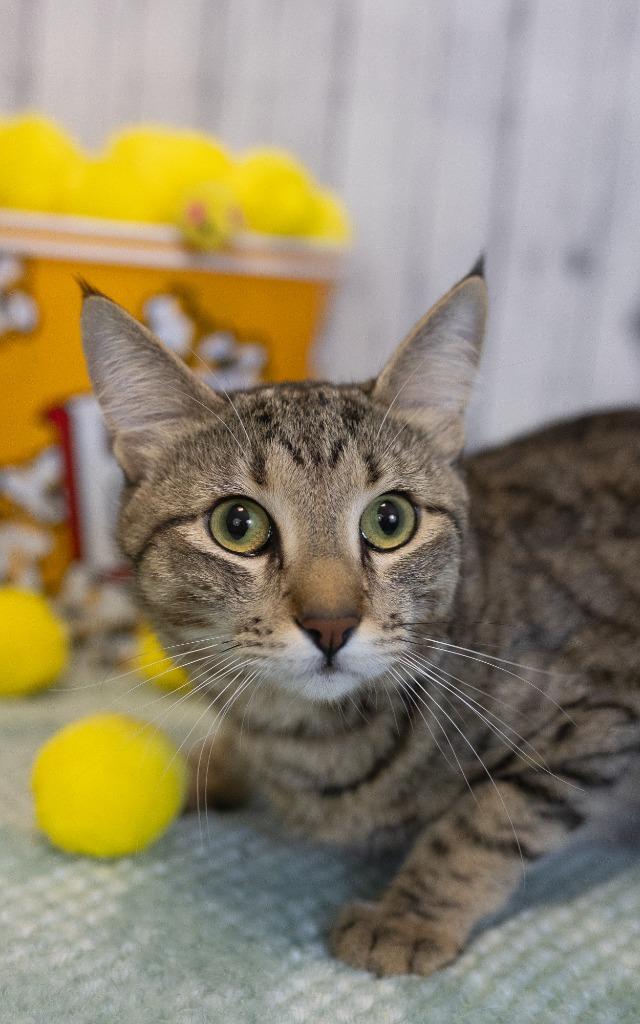 Bedford, a Adoptable mixed breed in Roanoke, TX image 3/3