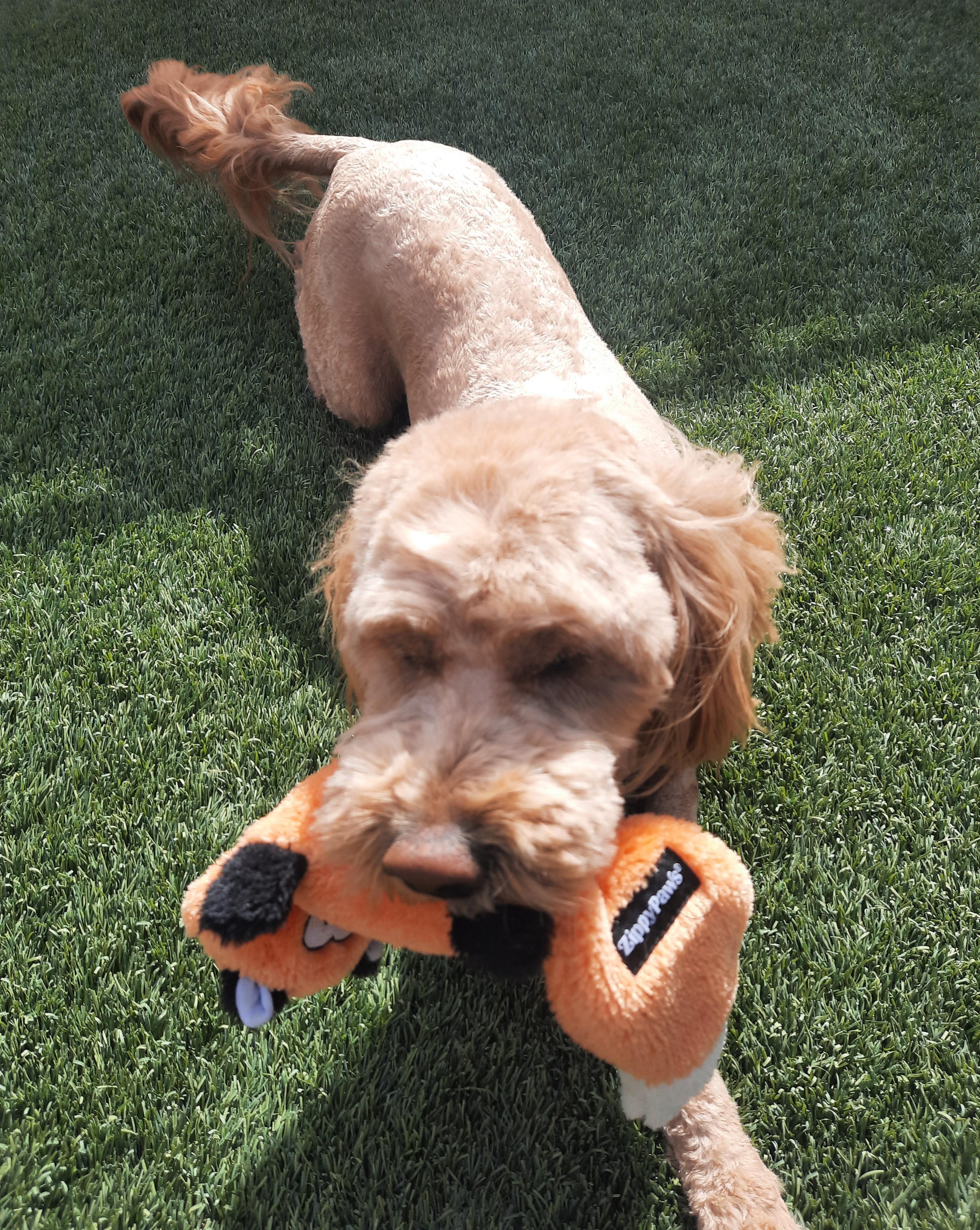 Penny, an adopted Goldendoodle in Mesquite, NV image 2/2
