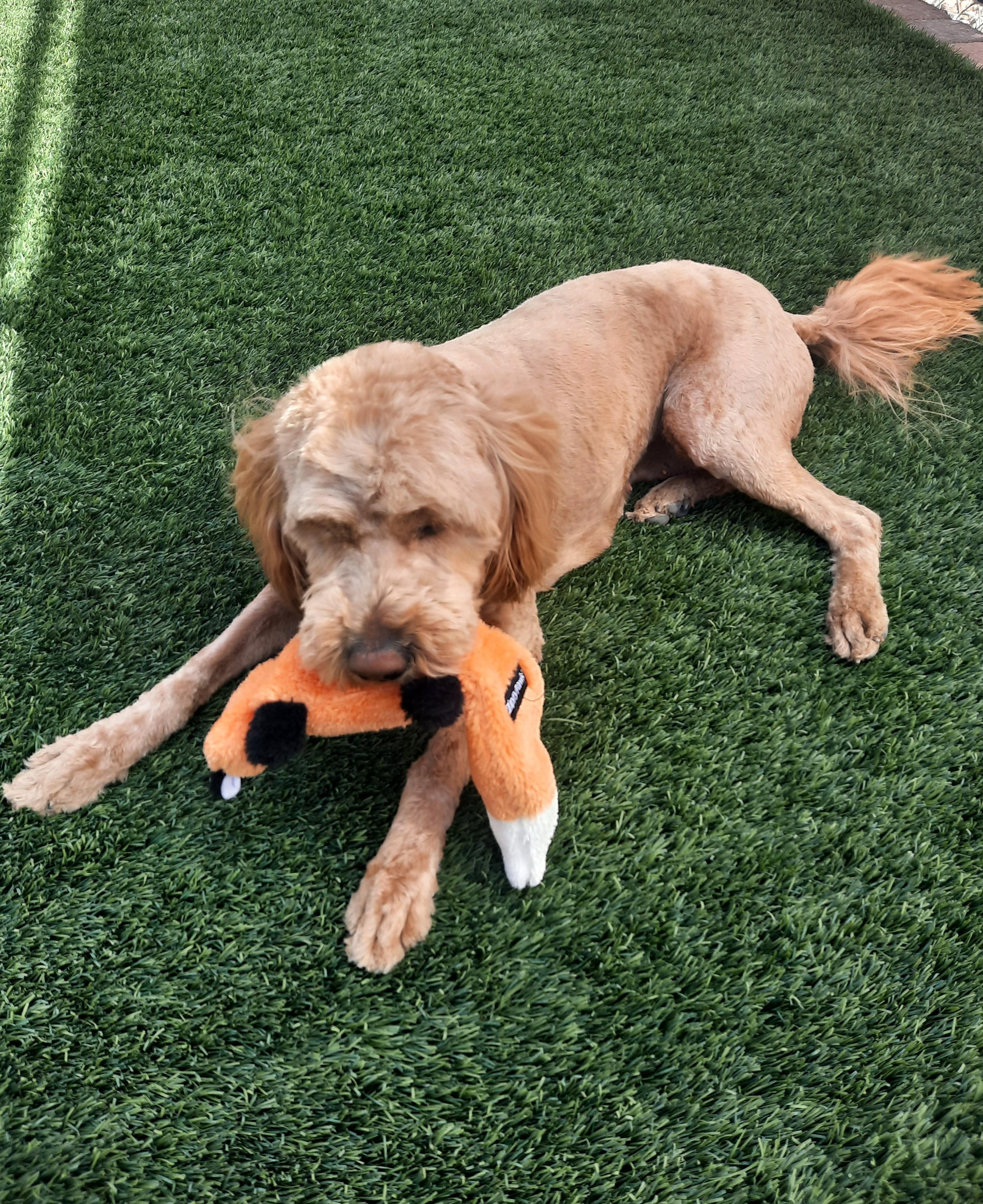 Penny, an adopted Goldendoodle in Mesquite, NV image 1/2