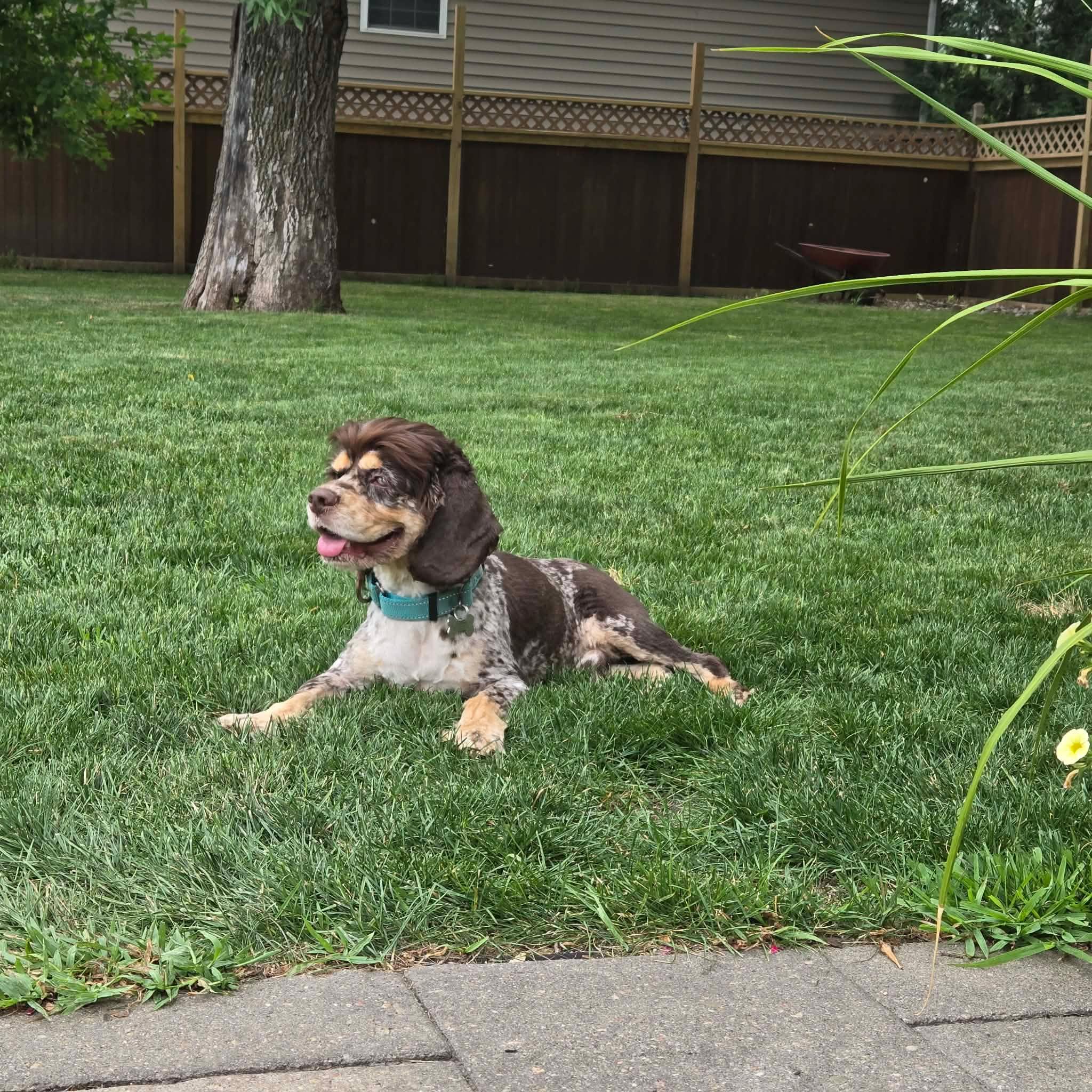 Sullivan, adopted, Adult Male Cocker Spaniel.