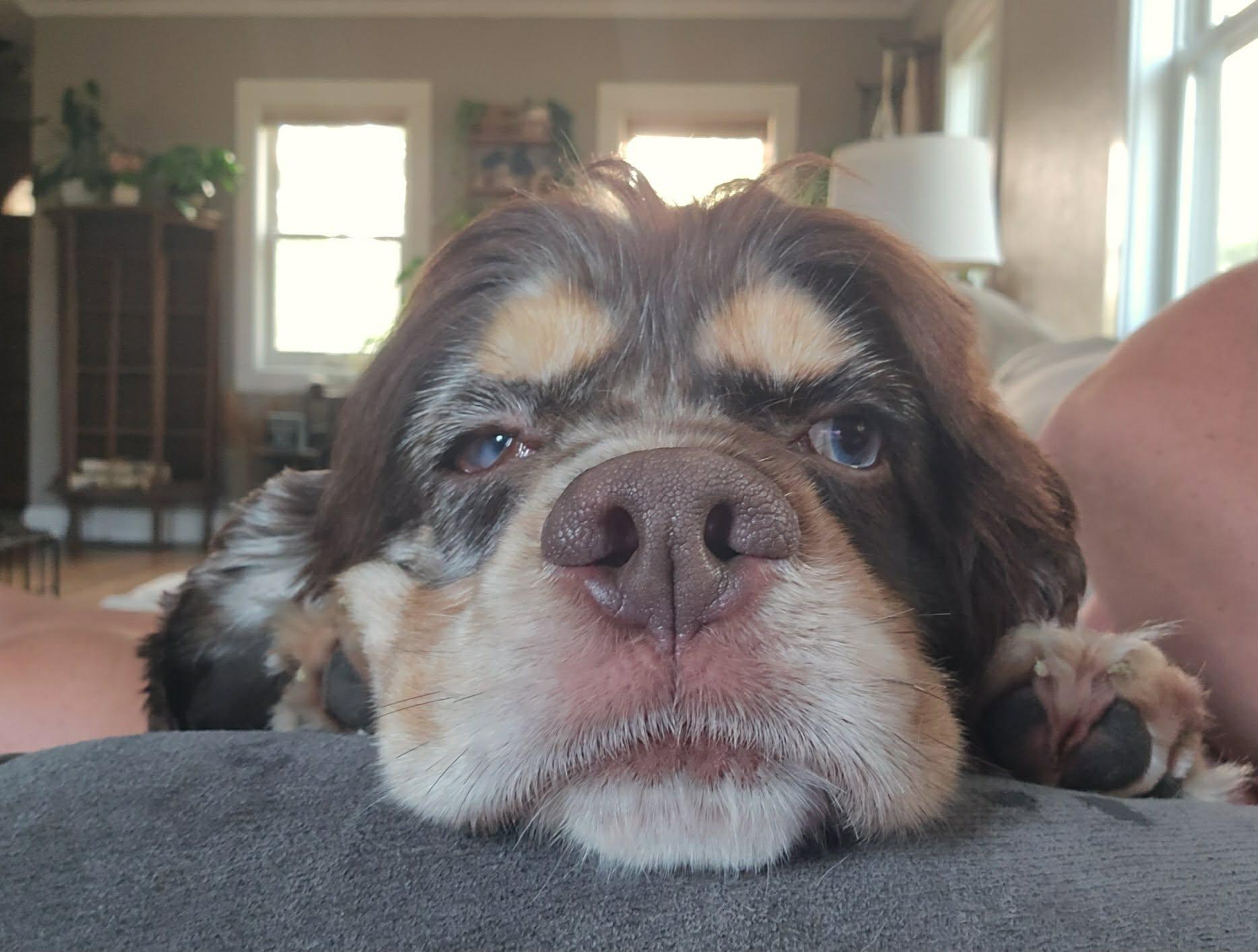 Enlarge Sullivan, an adopted mixed breed in Grand Forks, ND image 2/2