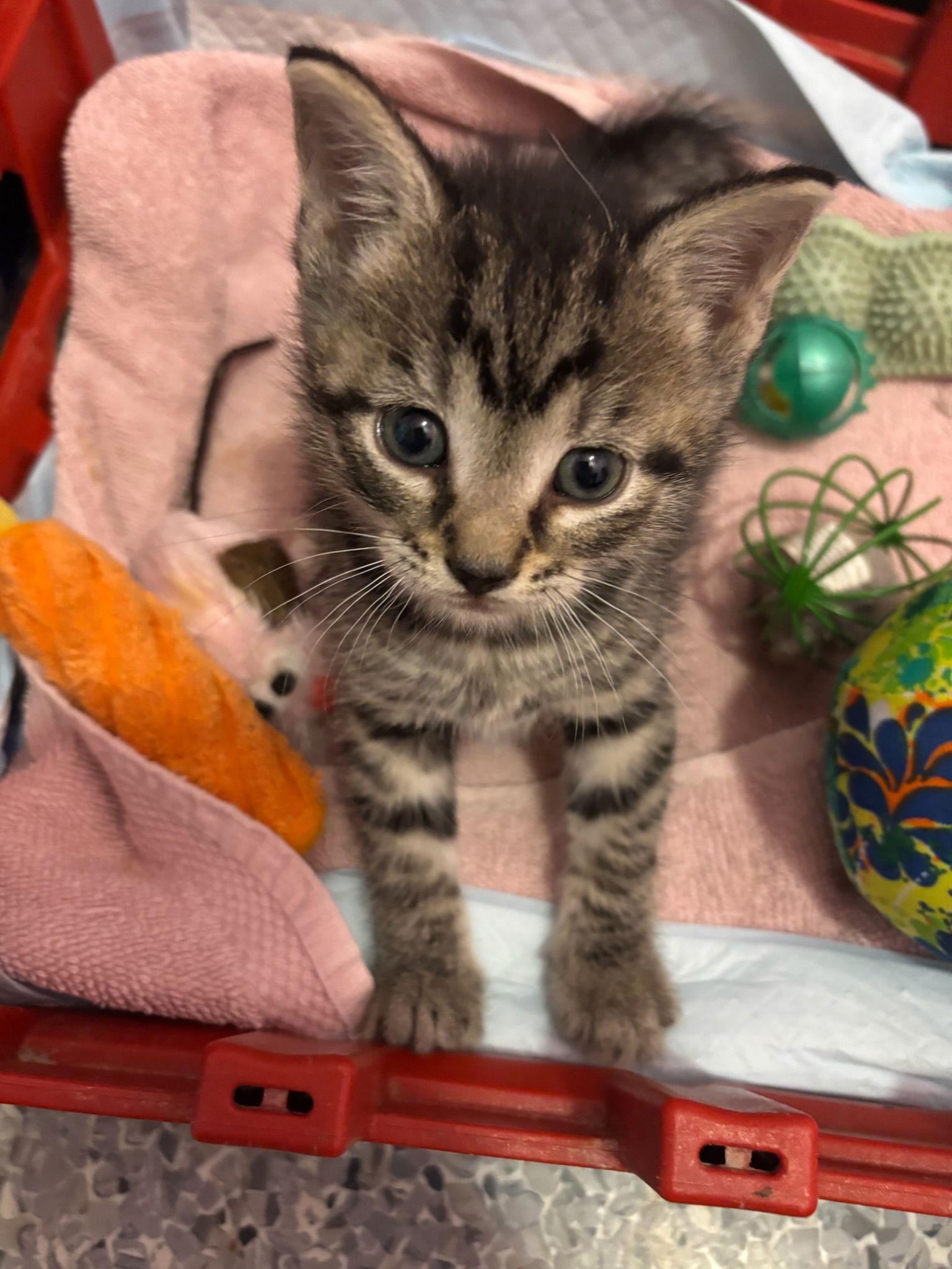 Enlarge Pancake, a Adopted Domestic Short Hair in Hopewell, VA image 1/3