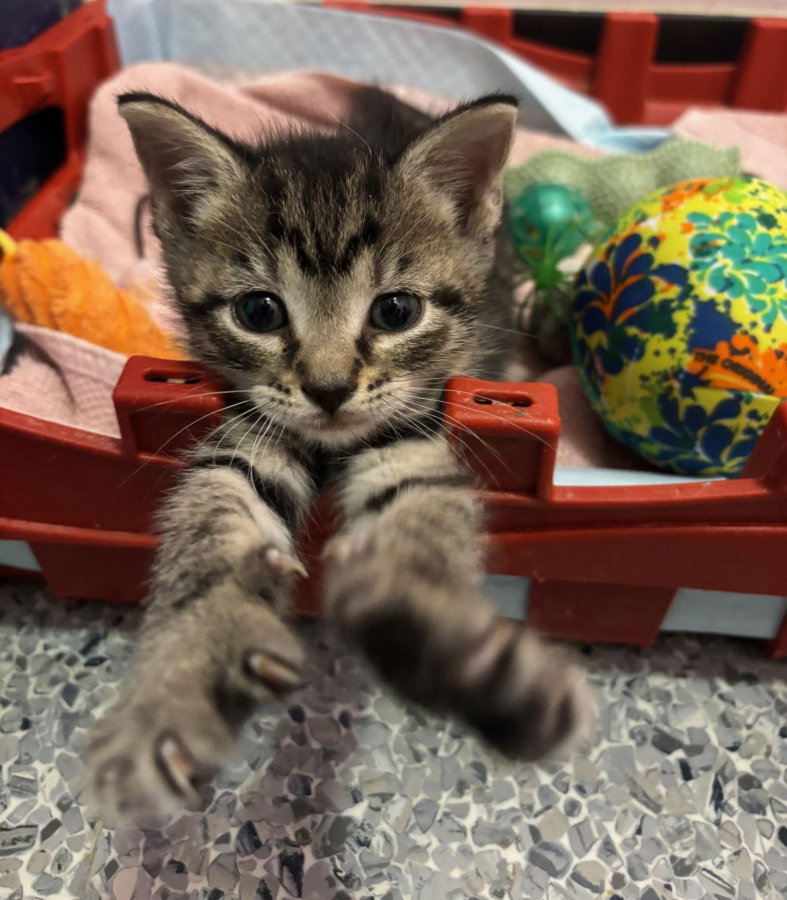 Enlarge Pancake, a Adopted Domestic Short Hair in Hopewell, VA image 2/3