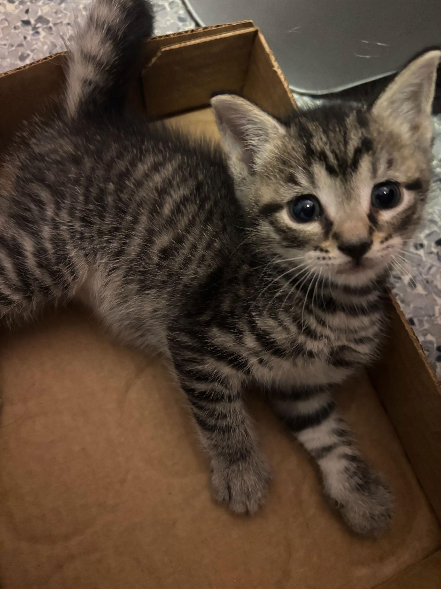 Enlarge Pancake, a Adopted Domestic Short Hair in Hopewell, VA image 3/3