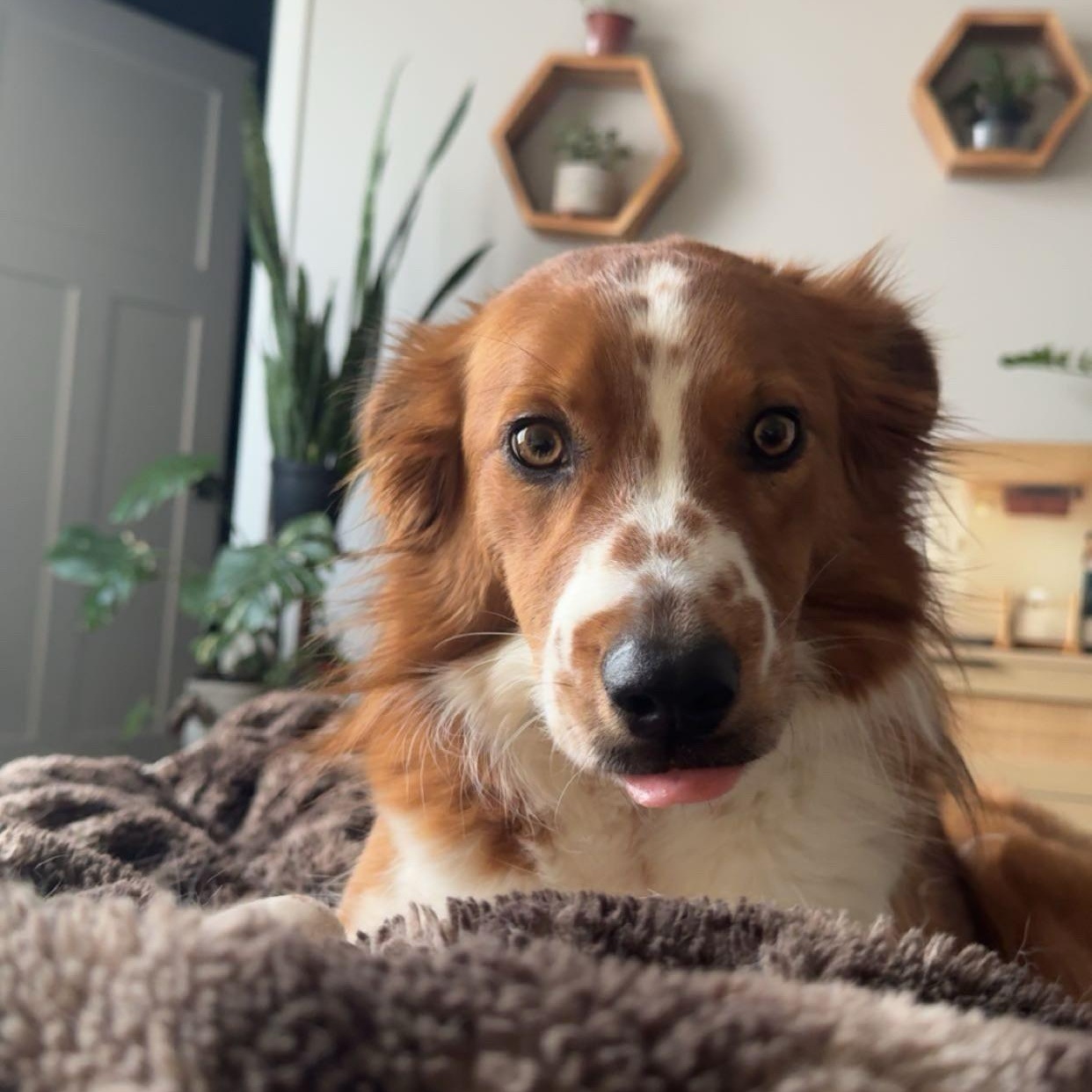 COURTESY LISTING!  Remy COURTESY LISTING! , ADOPTABLE, Adult Male Border Collie.