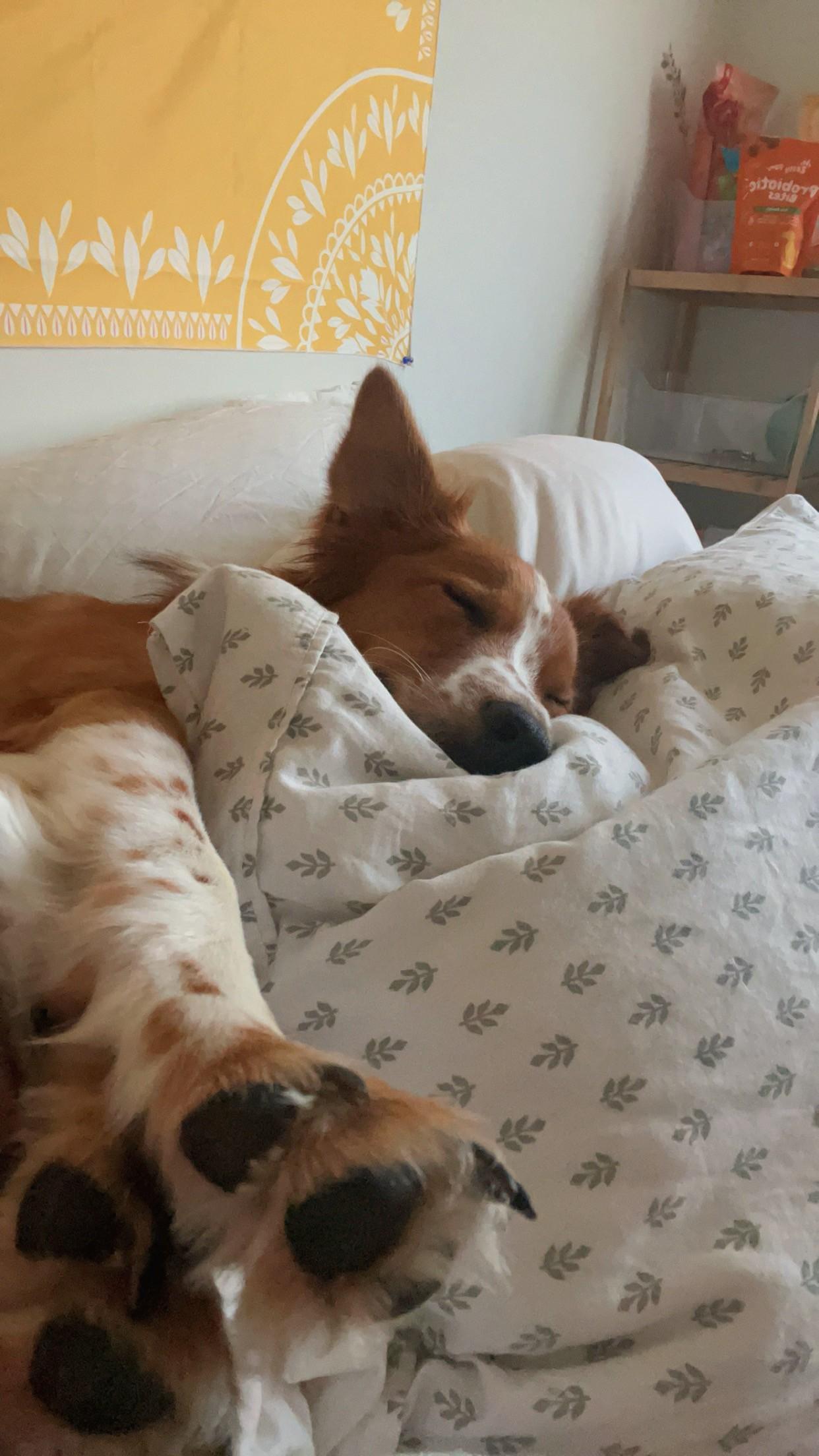 COURTESY LISTING! Remy COURTESY LISTING! — thumbnail 3