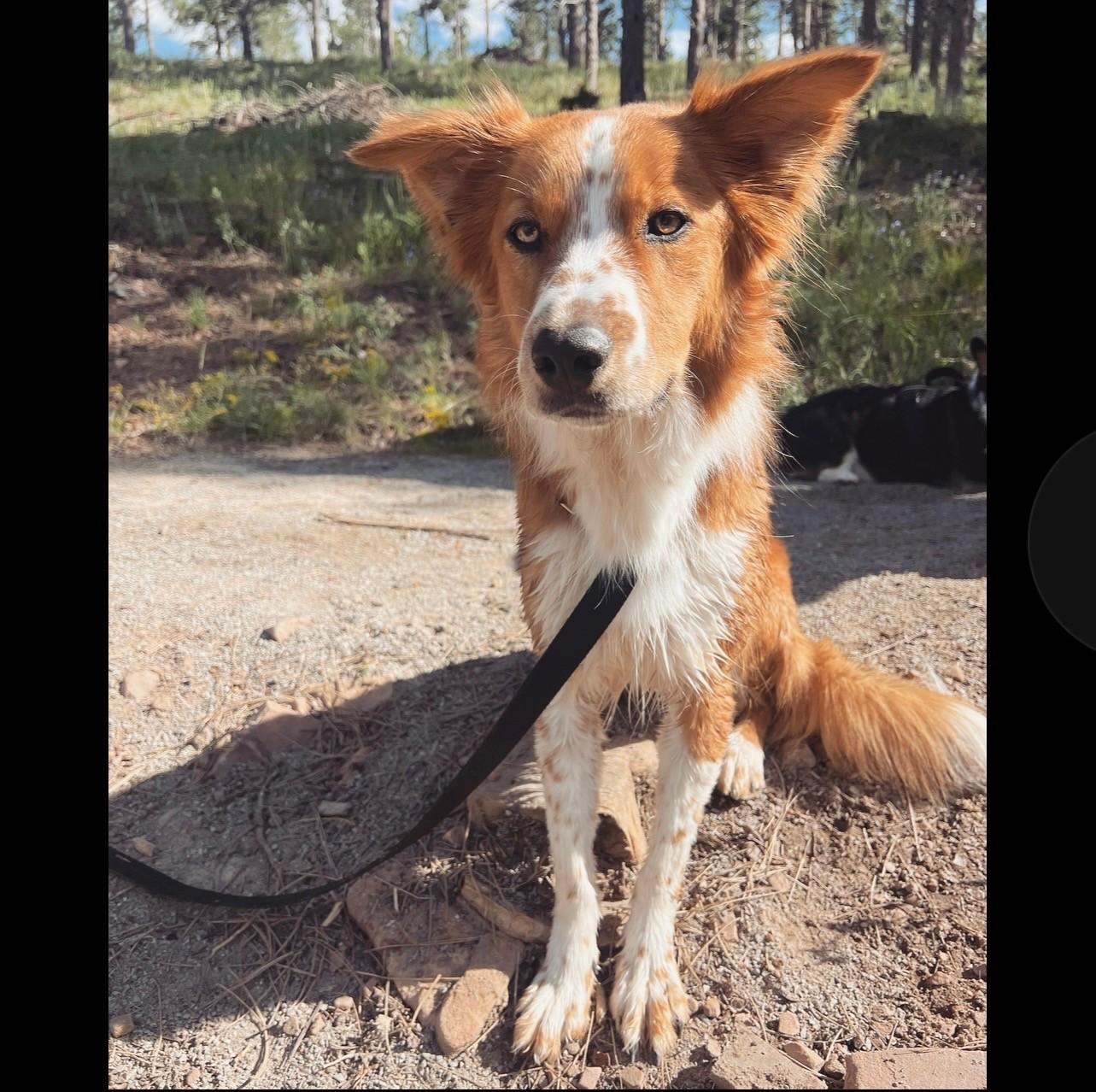 Enlarge COURTESY LISTING!  Remy COURTESY LISTING! , a ADOPTABLE mixed breed in Waverly, IA image 4/6