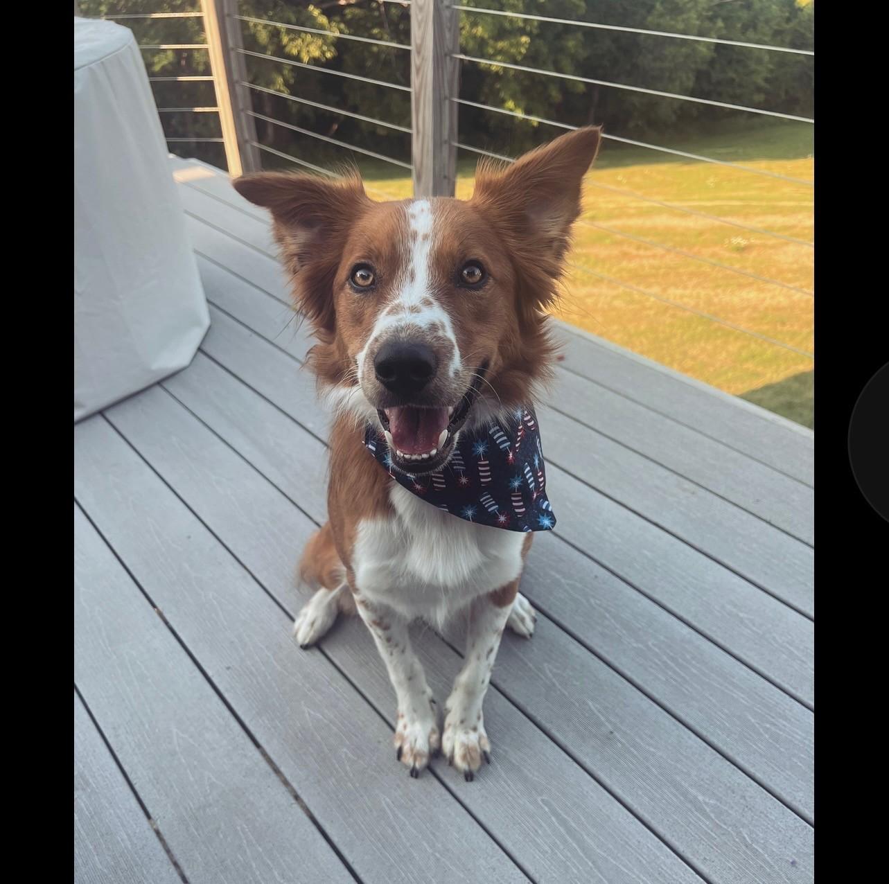 Enlarge COURTESY LISTING!  Remy COURTESY LISTING! , a ADOPTABLE mixed breed in Waverly, IA image 5/6