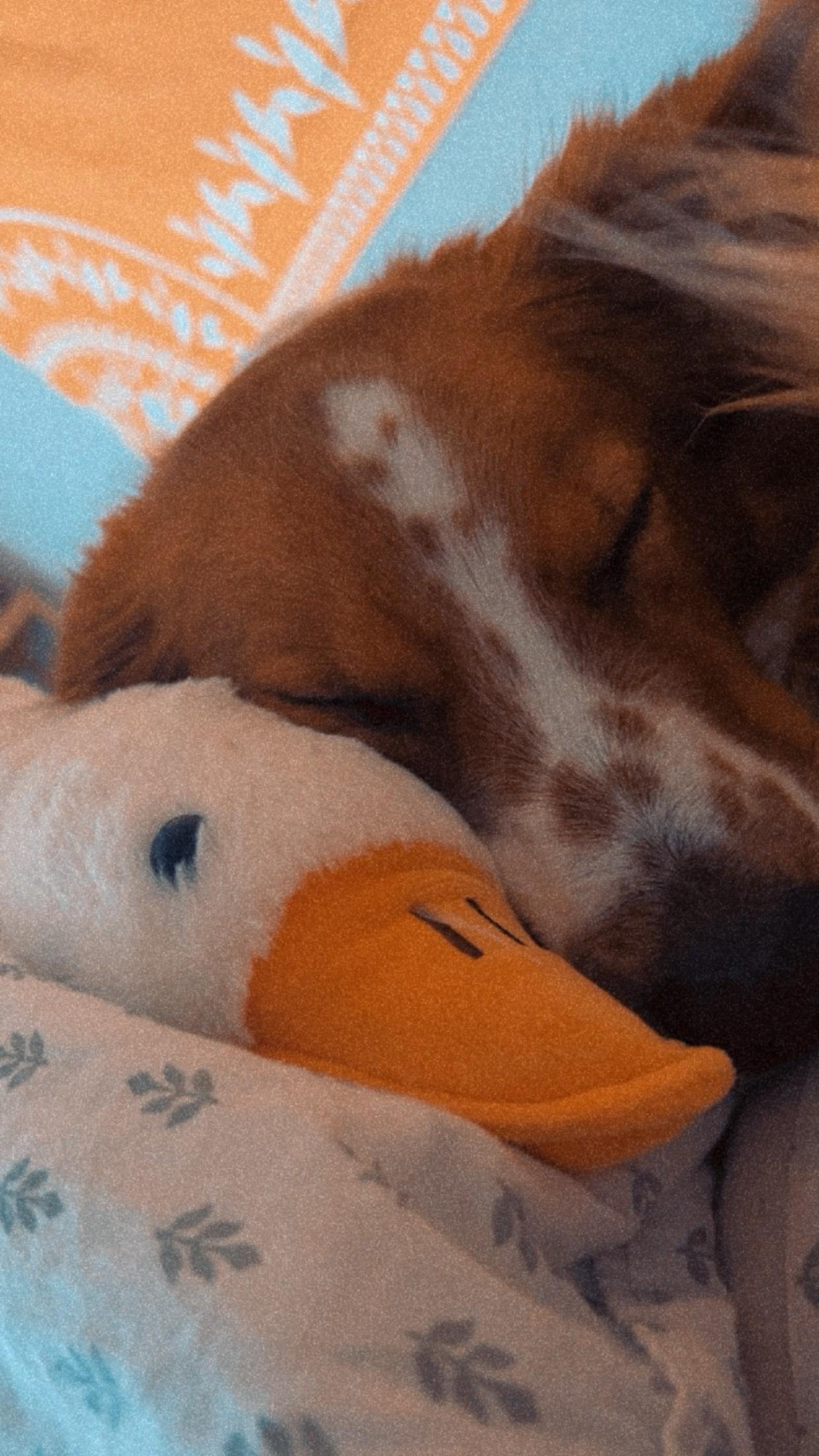 COURTESY LISTING! Remy COURTESY LISTING! — thumbnail 6