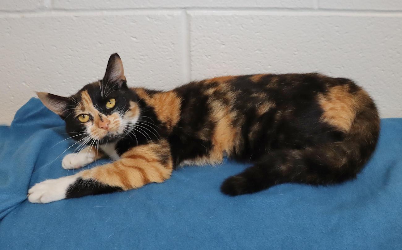 Sally, an adopted Calico in Euclid, OH image 5/6