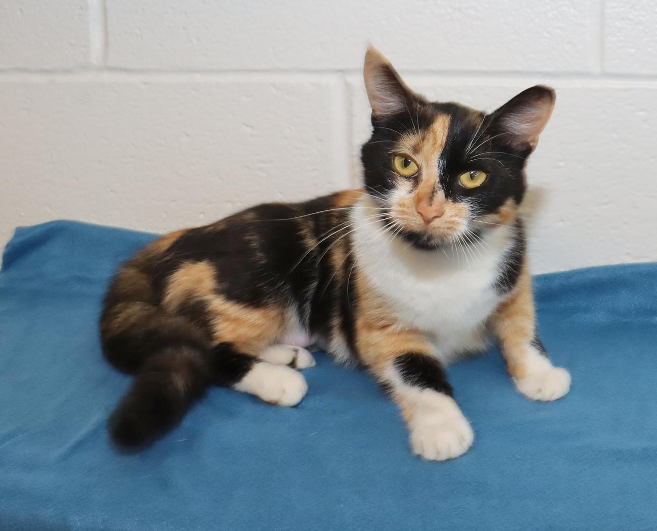 Sally, an adopted Calico in Euclid, OH image 3/6