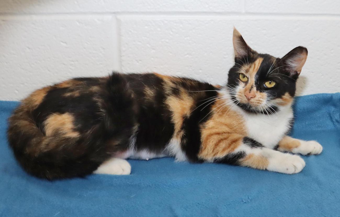 Sally, an adopted Calico in Euclid, OH image 4/6