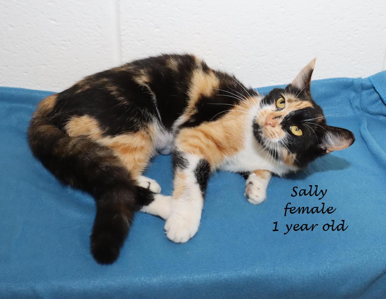 Sally, an adopted Calico in Euclid, OH image 2/6