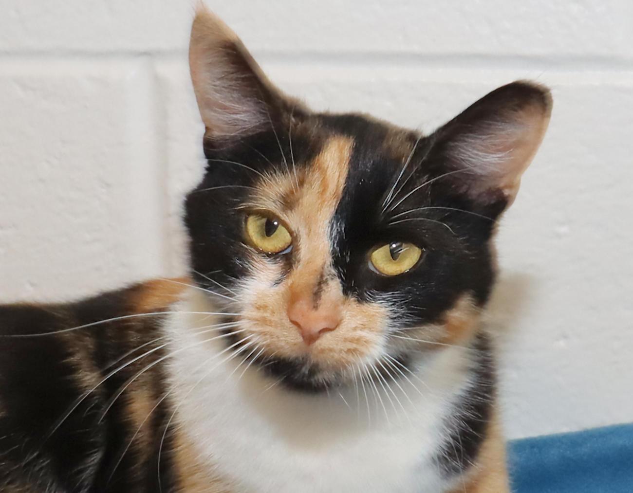 Sally, adopted, Young Female Calico.