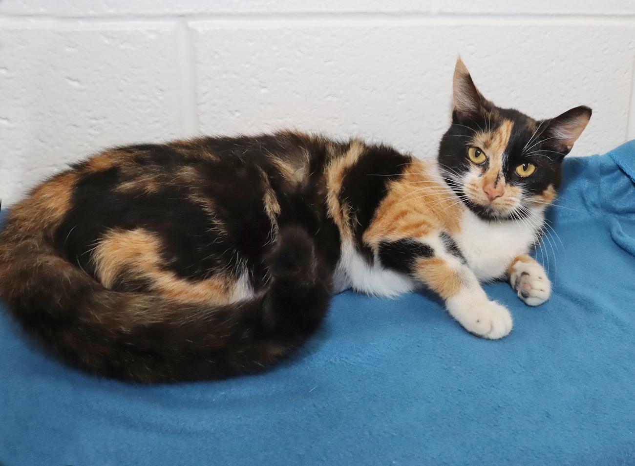 Sally, an adopted Calico in Euclid, OH image 6/6