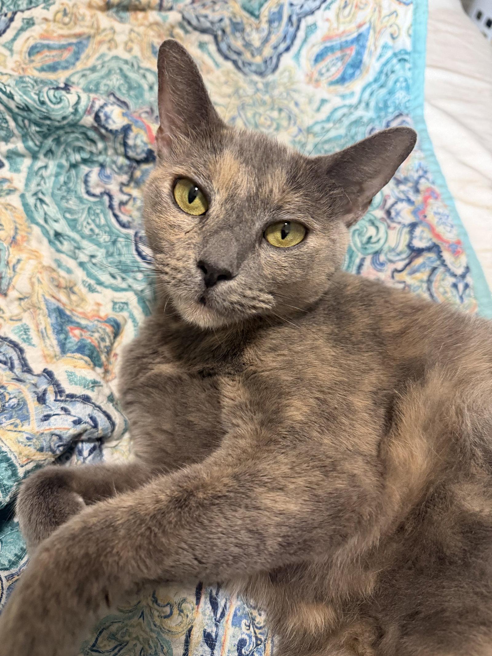 Khloe, a Adoptable Domestic Short Hair in Tampa, FL image 1/3