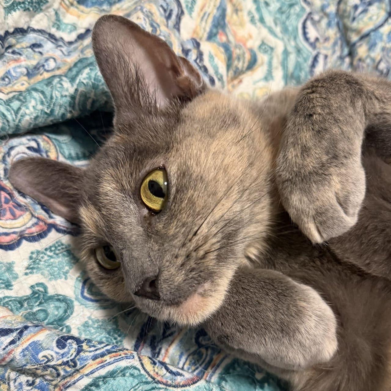 Khloe, a Adoptable Domestic Short Hair in Tampa, FL image 2/3