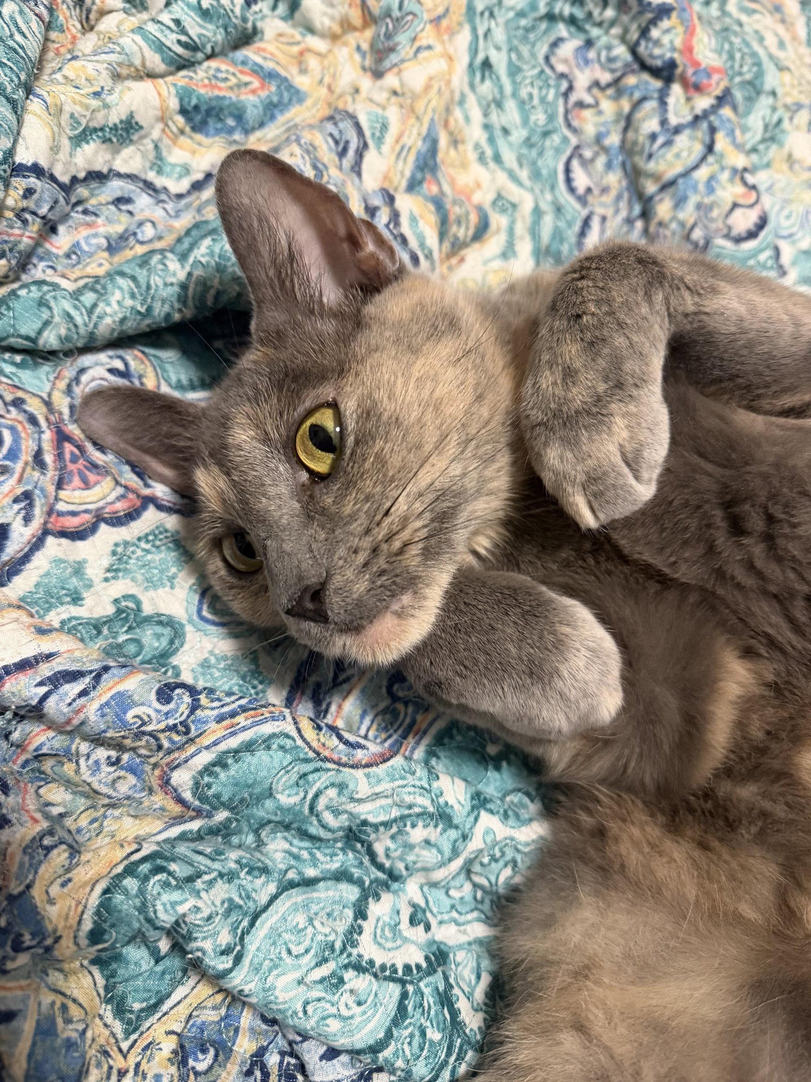 Khloe, a Adoptable Domestic Short Hair in Tampa, FL image 3/3