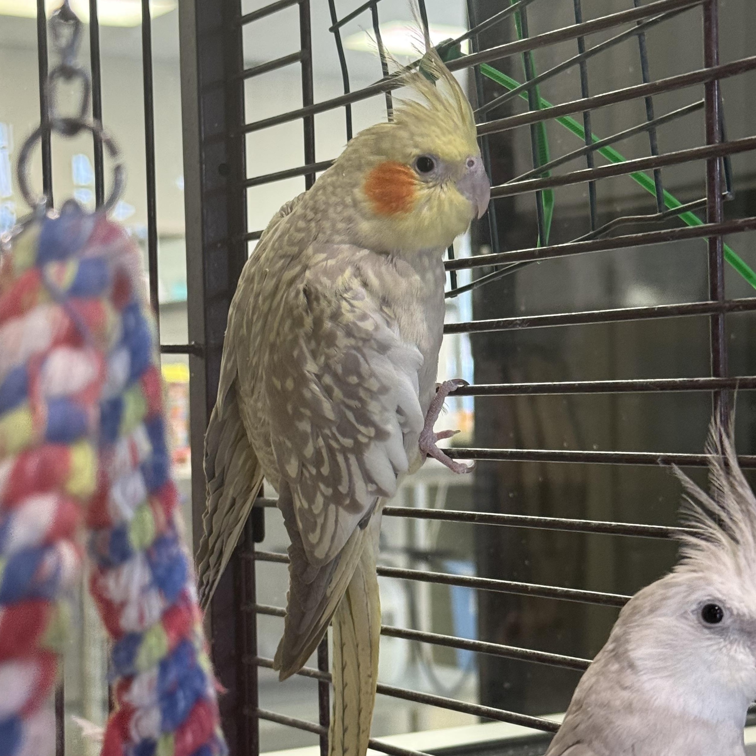 Grandpa, adopted, Adult Unknown Other.