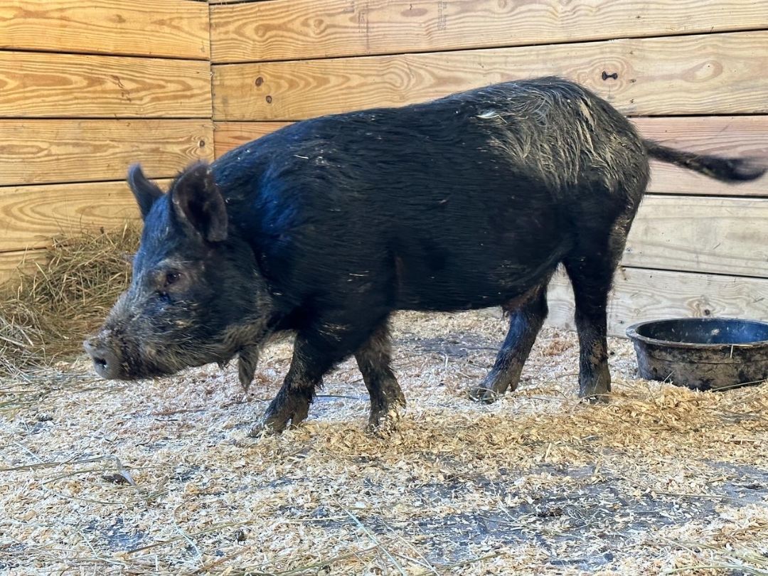 Enlarge Stevie , a Adoptable Pig in Durham, NC image 1/8