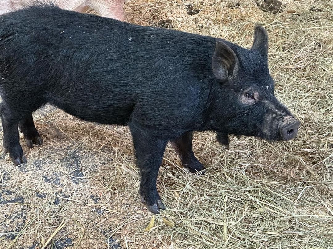 Enlarge Stevie , a Adoptable Pig in Durham, NC image 2/8