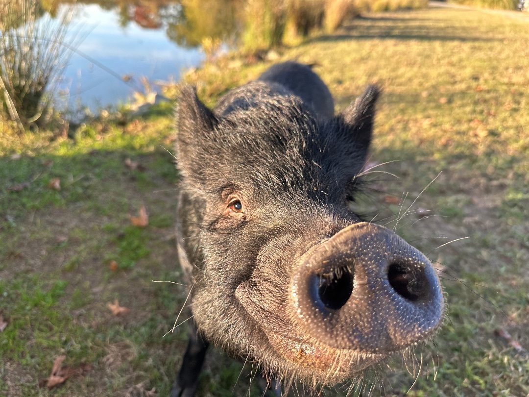 Enlarge Stevie , a Adoptable Pig in Durham, NC image 3/8