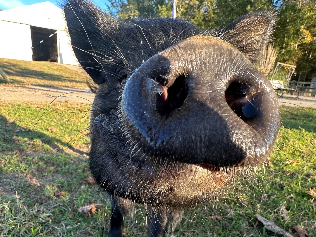 Enlarge Stevie , a Adoptable Pig in Durham, NC image 4/8