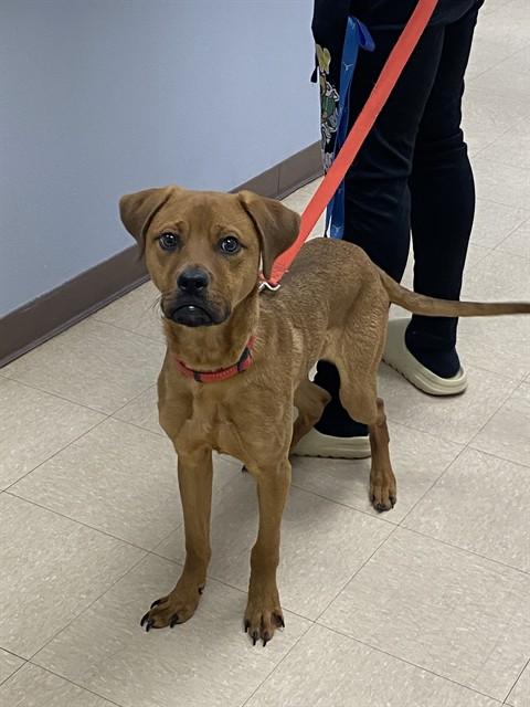 Enlarge ZURRO, a Adoptable mixed breed in Killeen, TX image 1/1