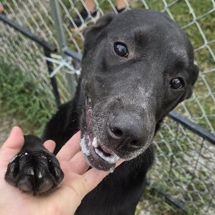 Holly, Adoptable, Young Female Black Labrador Retriever.