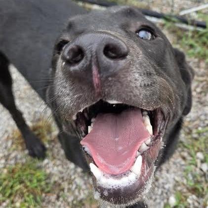 Enlarge Holly, a Adoptable Black Labrador Retriever in Brooksville, KY image 2/4
