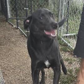 Enlarge Holly, a Adoptable Black Labrador Retriever in Brooksville, KY image 3/4