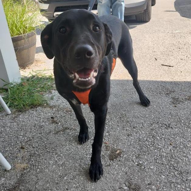 Enlarge Holly, a Adoptable Black Labrador Retriever in Brooksville, KY image 4/4