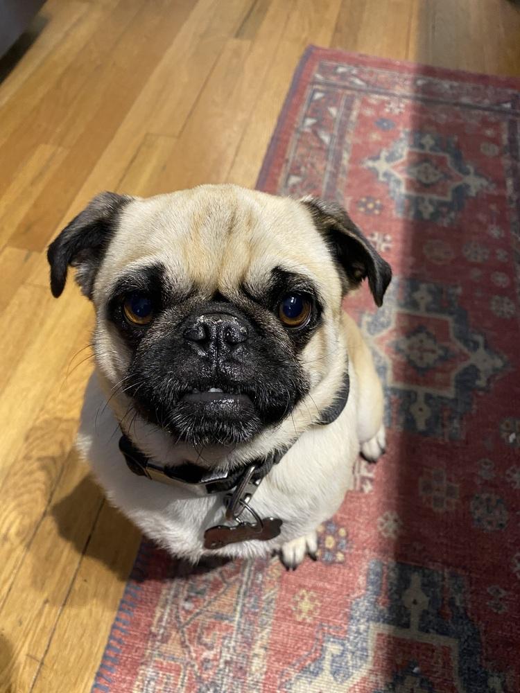 Enlarge Clune / Max, a Adoptable Pug in Broomfield, CO image 1/6