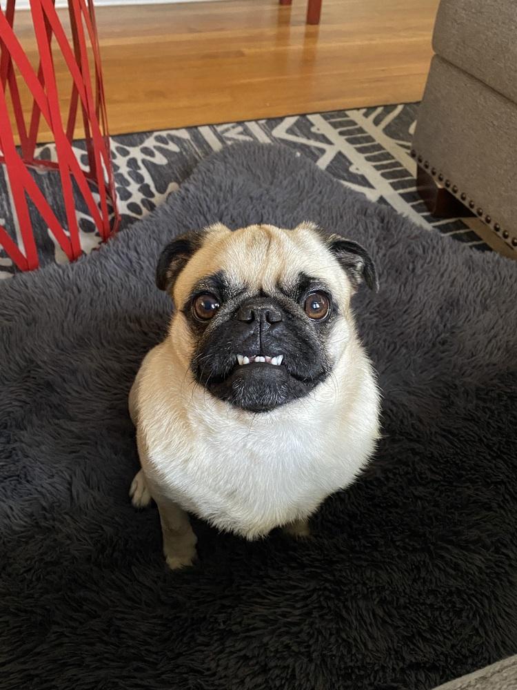 Enlarge Clune / Max, a Adoptable Pug in Broomfield, CO image 2/6