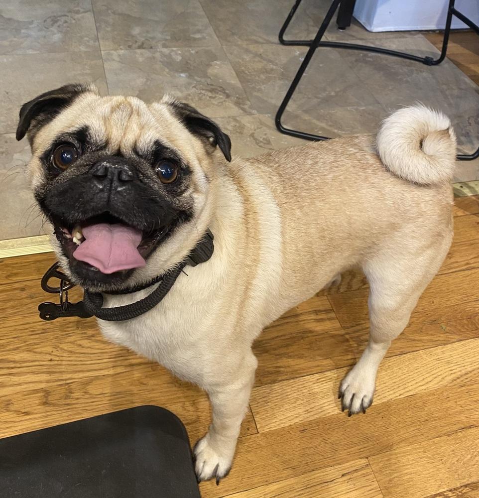 Enlarge Clune / Max, a Adoptable Pug in Broomfield, CO image 3/6
