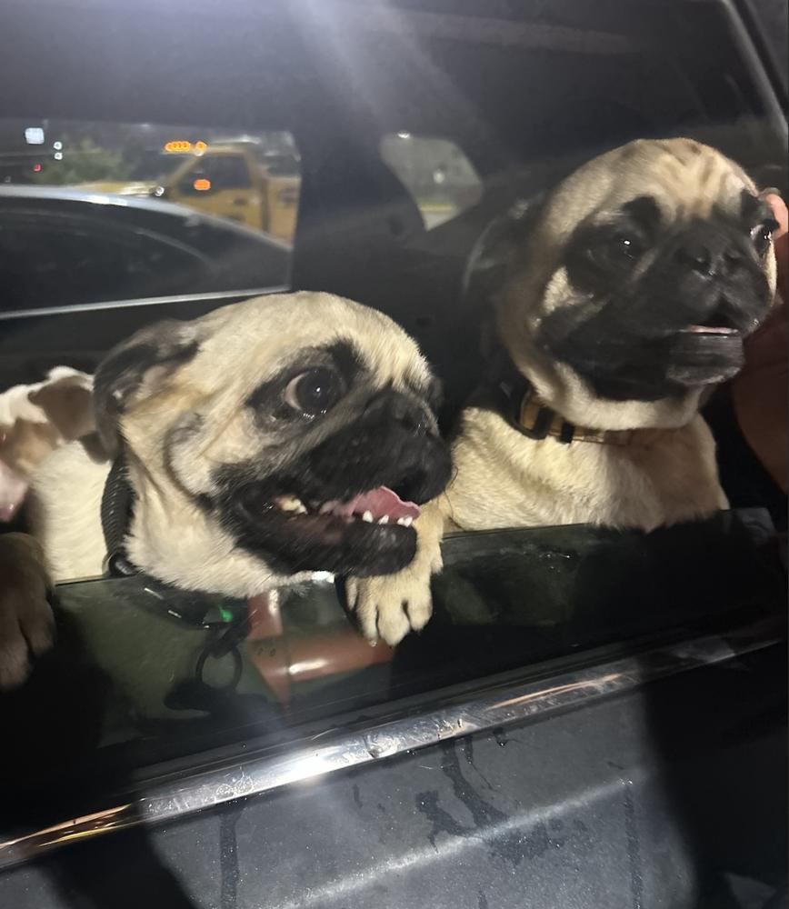 Clune / Max, Adoptable, Adult Male Pug.